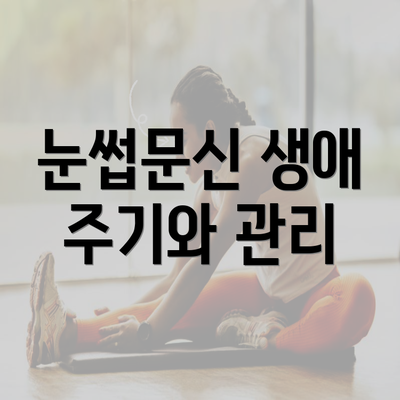 눈썹문신 생애 주기와 관리